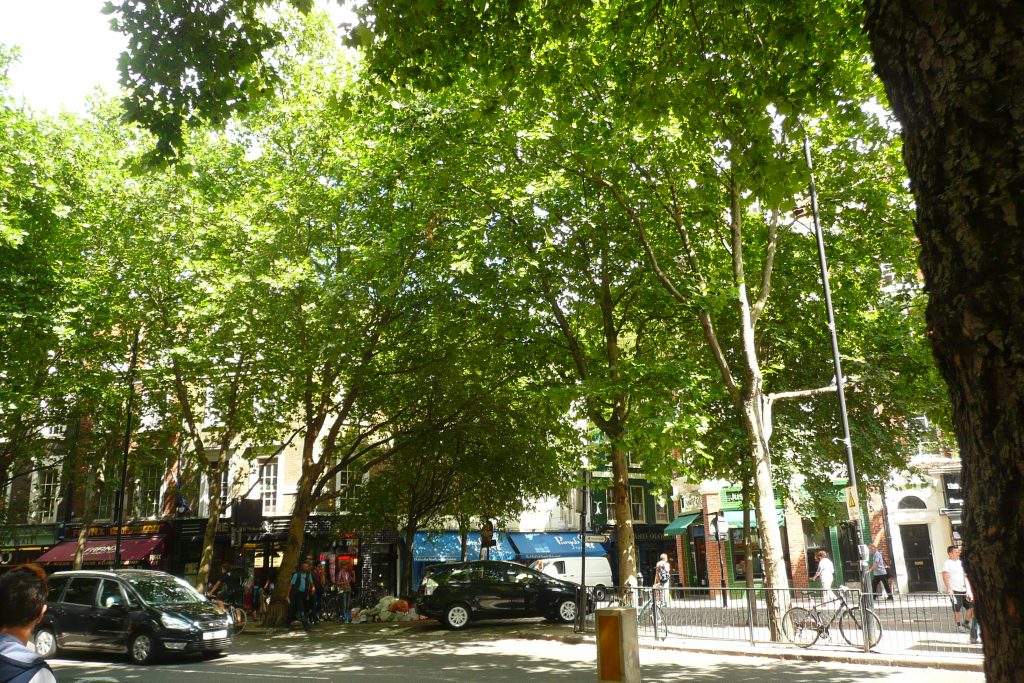 Photograph of plane trees on Shaftesbury Avenue at junction with Neal Street