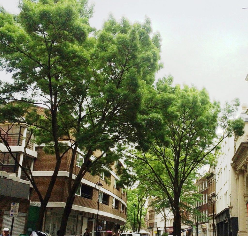 Photograph of boulevard style tree planting on Endell Street